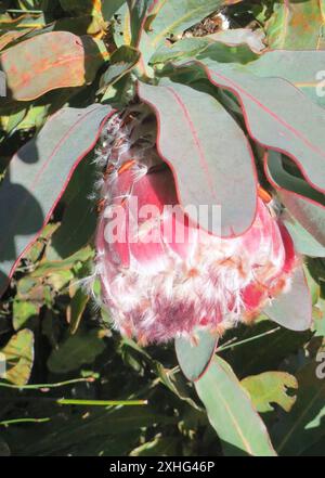 Queen Sugarbush (Protea Magnifica) Stockfoto