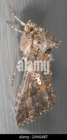 Kohl Looper Moth (Trichoplusia ni) Stockfoto