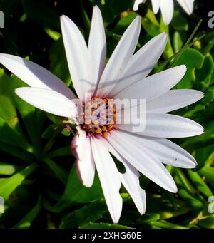 Afrikanische Gänseblümchen (Dimorphotheca fruticosa) Stockfoto