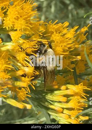 Morrison's Hummel (Bombus morrisoni) Stockfoto