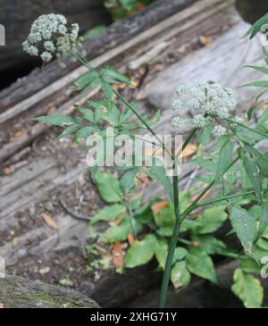 Westlicher Wasserhemlock (Cicuta douglasii) Stockfoto