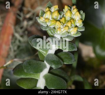 Stonecrop (Sedum spathulifolium) Stockfoto