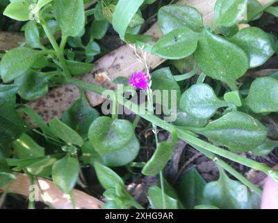 Herzblatt-Eispflanze (Mesembryanthemum cordifolium) Stockfoto