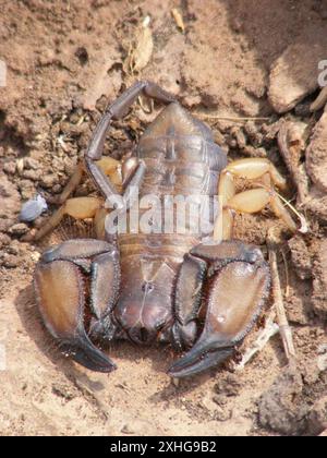 Flache Felsen Scorpion (Hadogenes Troglodytes) Stockfoto