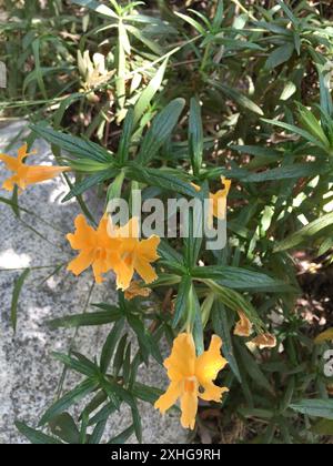 Südbuschaffenblume (Diplacus longiflorus) Stockfoto