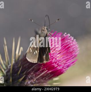 Viereck's Skipper (Atrytonopsis vierecki) Stockfoto