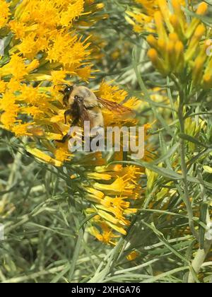 Morrison's Hummel (Bombus morrisoni) Stockfoto