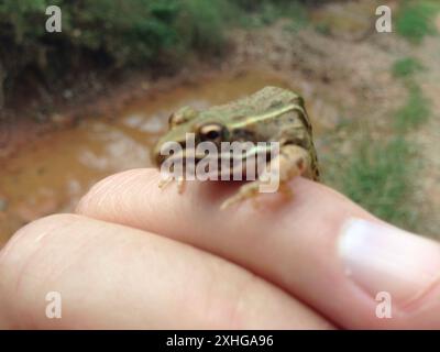 Leopardenfrosch (Lithobates blairi) Stockfoto