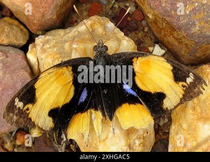 Afrikanisches gelbes Stiefmütterchen (Junonia hierta Cebren) Stockfoto