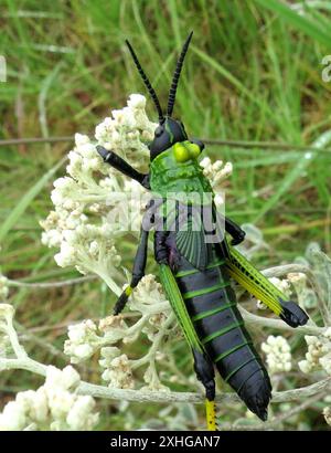 Gemeiner Lepra Milkweed Heuschrecke (Phymateus leprosus leprosus) Stockfoto