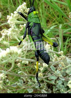 Gemeiner Lepra Milkweed Heuschrecke (Phymateus leprosus leprosus) Stockfoto