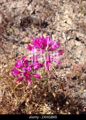 Zerknitterte Zwiebeln (Allium crispum) Stockfoto