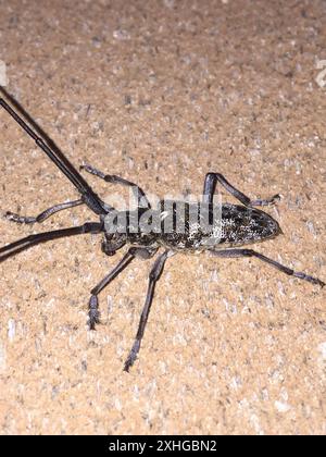 Kiefer Sawyer (Monochamus clamator) entdeckt Stockfoto