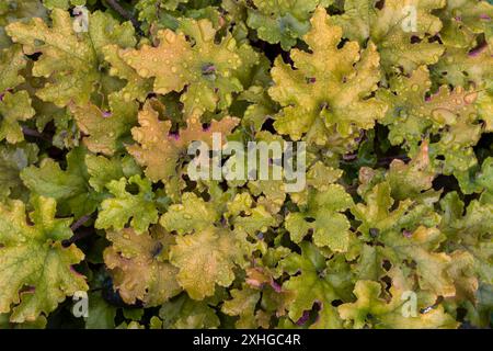 Strukturierter heller orangefarbener Hintergrund der heuchera-Pflanze Stockfoto