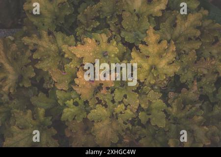 Strukturierter heller orangefarbener Hintergrund der heuchera-Pflanze Stockfoto