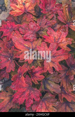 Strukturierter hellroter Purpurhintergrund der heuchera-Pflanze Stockfoto