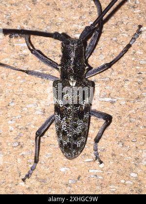 Kiefer Sawyer (Monochamus clamator) entdeckt Stockfoto