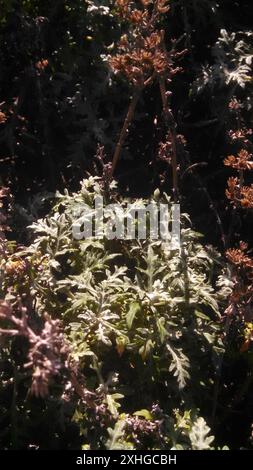 Wollsonnenblume am Meer (Eriophyllum staechadifolium) Stockfoto