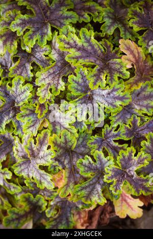 Strukturierter hellgrüner heuchera-Pflanzen-Hintergrund Stockfoto