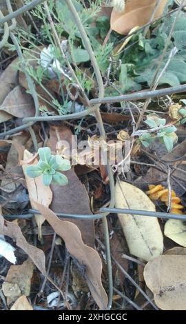 Nachtkerze am Strand (Camissoniopsis cheiranthifolia cheiranthifolia) Stockfoto