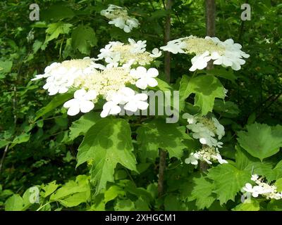 Amerikanischer Hochbusch Cranberry (Viburnum opulus americanum) Stockfoto