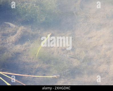 Westliche Moskitofisch (Gambusia affinis) Stockfoto