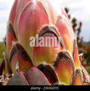 Breitblättriger Sugarbush (Protea eximia) Stockfoto