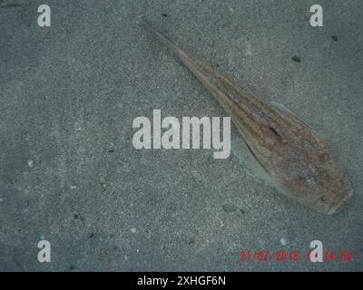 Atlantischer Sterngazer (Uranoscopus scaber) Stockfoto