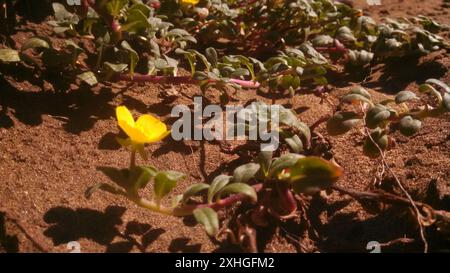 Nachtkerze am Strand (Camissoniopsis cheiranthifolia cheiranthifolia) Stockfoto