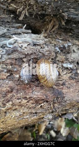 Bronze Schulterband Schnecke (Helminthoglypta arrosa) Stockfoto