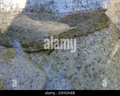 Küstenschwanzfrosch (Ascaphus truei) Stockfoto