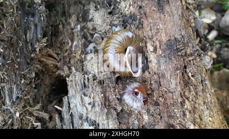 Bronze Schulterband Schnecke (Helminthoglypta arrosa) Stockfoto