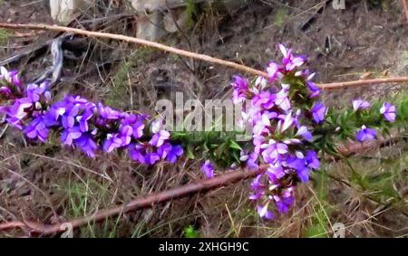 Stachelige Purplegorse (Muraltia heisteria) Stockfoto