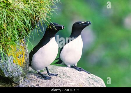 Razorbill Vögel ruhen auf einer Klippe an der Küste Stockfoto