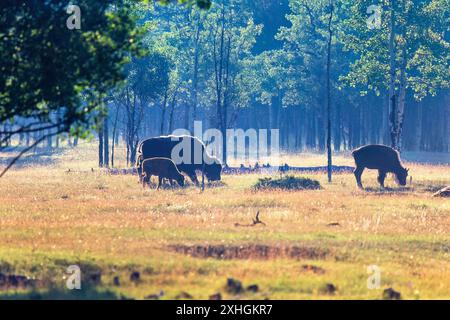 Amerikanische Bisons mit einem Kalb, das an einem Sommertag auf einer Wiese weidet Stockfoto