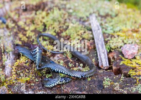 Grasschlange liegt tot auf einem moosigen Baumstumpf Stockfoto