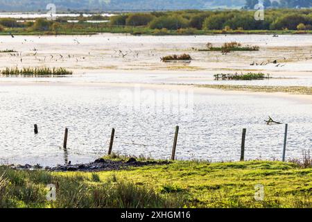 Zaun mit Stacheldraht im Wasser an einem überfluteten Seeufer Stockfoto