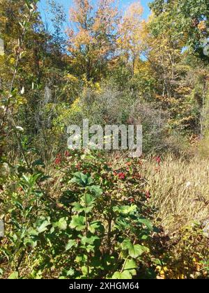 Amerikanischer Hochbusch Cranberry (Viburnum opulus americanum) Stockfoto