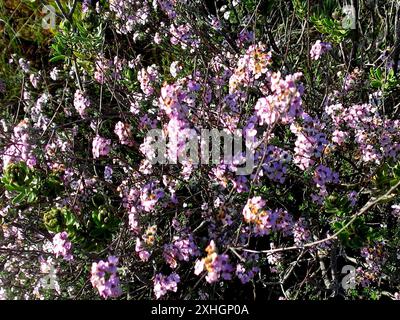 Afrikanischer wilder Rosmarin (Eriocephalus africanus africanus) Stockfoto