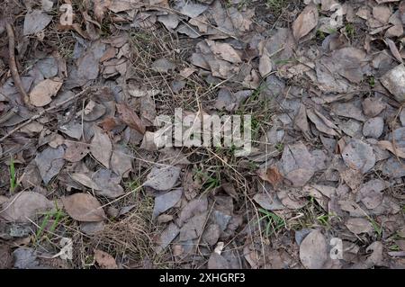 Junges grünes Gras bricht durch herabfallende Herbstblätter Stockfoto