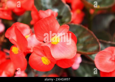 Rote Begonienblume im Garten Stockfoto