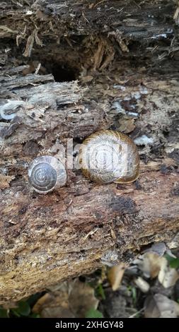 Bronze Schulterband Schnecke (Helminthoglypta arrosa) Stockfoto