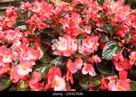 Rote Begonienblume im Garten Stockfoto