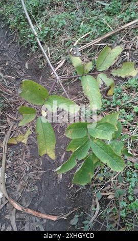 Europäischer Roter Ältester (Sambucus racemosa racemosa) Stockfoto