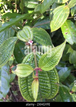 Kosters Fluch (Miconia crenata) Stockfoto