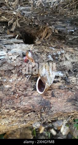 Bronze Schulterband Schnecke (Helminthoglypta arrosa) Stockfoto