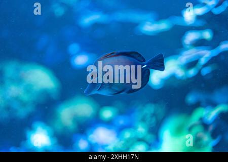 Ein tropischer Fisch schwimmt allein im blauen Wasser und zeigt seine leuchtenden Farben und seine einzigartige Form. Der Hintergrund ist mit weichem Fokus-Korallen und Meeresvegetation gefüllt, die eine ruhige Unterwasserszene schaffen. Stockfoto