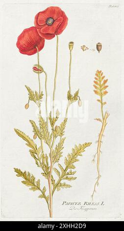 Papaver rhoeas (Mohn) Illustration von einem Buch über Heilpflanzen von Plenck, das 1792 veröffentlicht wurde. Stockfoto