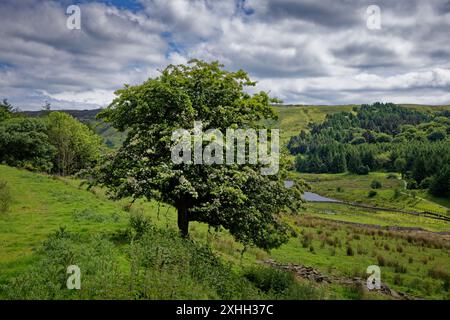 Weiden am Calf Hey Reservoir Stockfoto