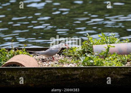 Sterna hirundo, isst einen Fisch auf schwimmender Plattform hellgraue Hinterflügel und Oberteile weiße Unterteile schwarze Kappe auf dem Kopf orange rote Banne Stockfoto